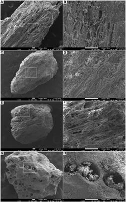 New findings on compositionally distinct maar volcanoes: A case study from Acıgöl (Nevşehir) caldera (Central Anatolia, Turkey)